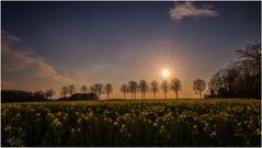 Bäume im Gegenlicht 