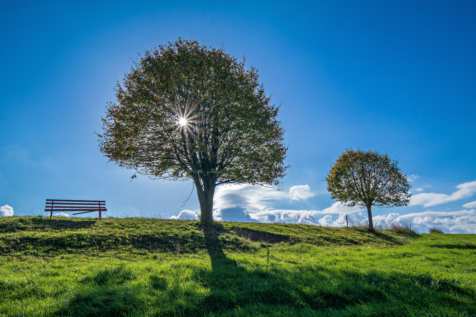 Bäume im Gegenlicht