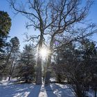 Bäume im Gegenlicht