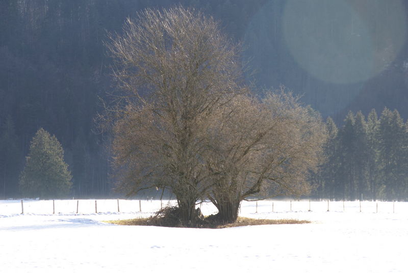 Bäume im Gegenlicht - bei Oberstdorf