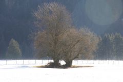 Bäume im Gegenlicht - bei Oberstdorf