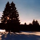 Bäume im Gegenlicht beim Langlaufen