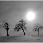 Bäume im Gegenlicht