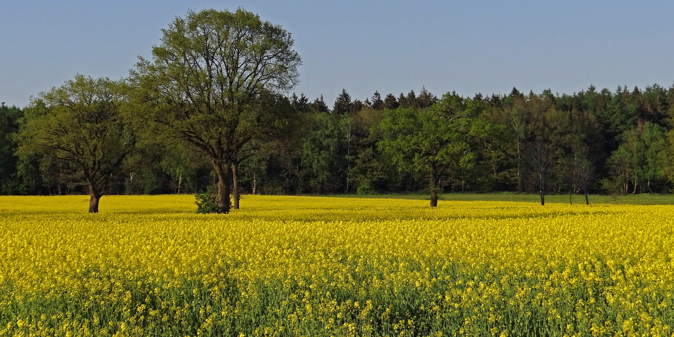 Bäume im gelben