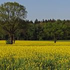 Bäume im gelben