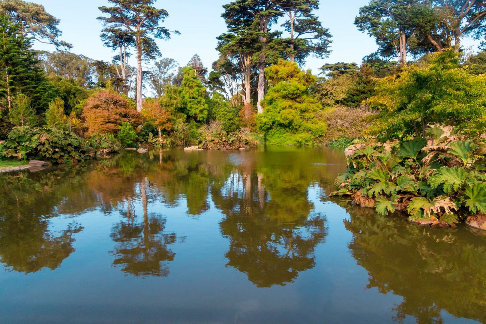 Baume Im Golden Gate Park In San Francisco Foto Bild Landschaft Wald Natur Bilder Auf Fotocommunity
