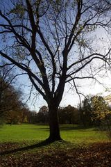 Bäume im Herbst 004