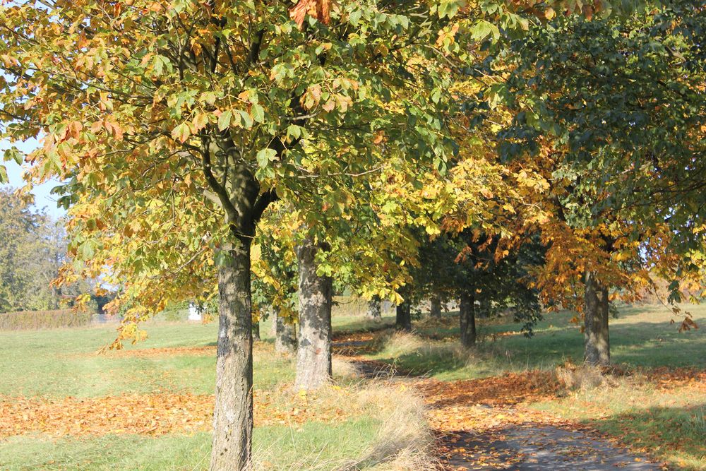 bäume im herbst