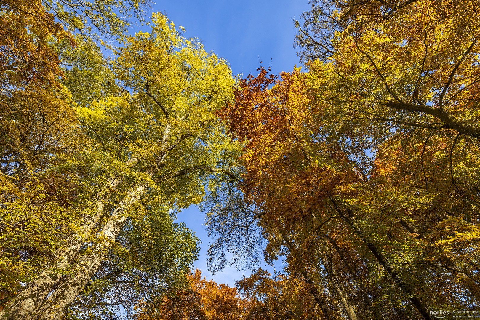 Bäume im Herbst