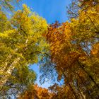 Bäume im Herbst