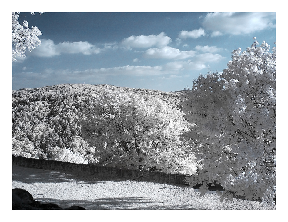 Bäume im Herbst