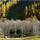 Bäume im Herbst