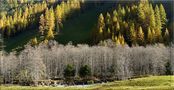 Bäume im Herbst von Guenther Glaser