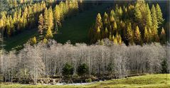 Bäume im Herbst