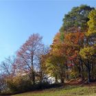 Bäume im Herbst