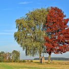 Bäume im Herbst