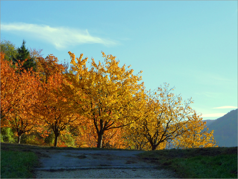 Bäume im Herbst