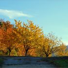 Bäume im Herbst