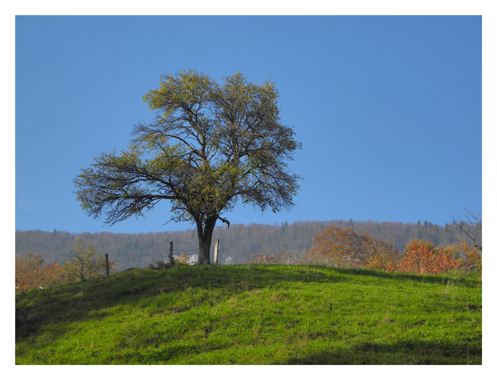 Bäume im Herbst