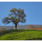 Bäume im Herbst