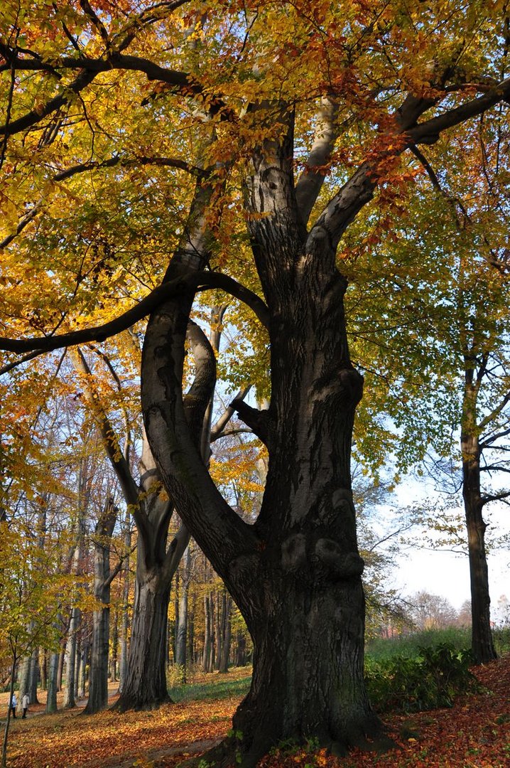 Bäume im Herbst