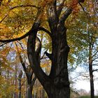 Bäume im Herbst