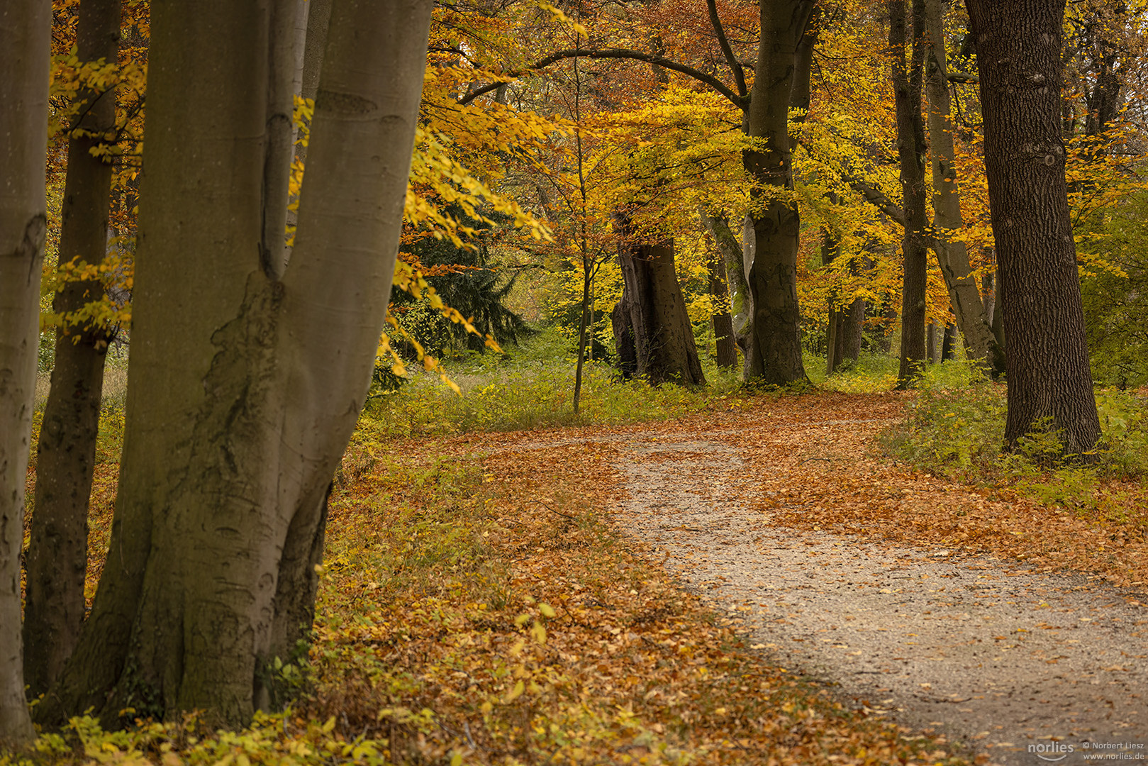 Bäume im Herbst