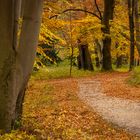 Bäume im Herbst