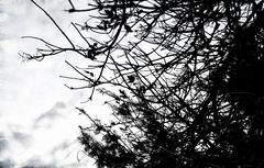 ... bäume im herbst