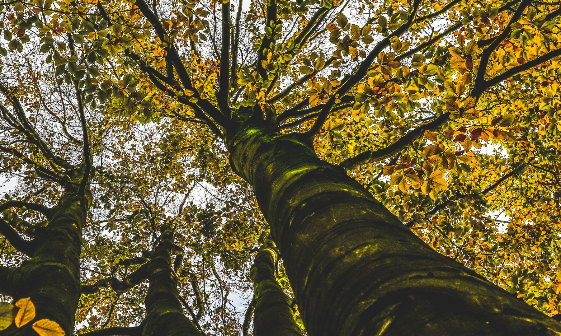 Bäume im Herbst 