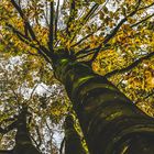 Bäume im Herbst 