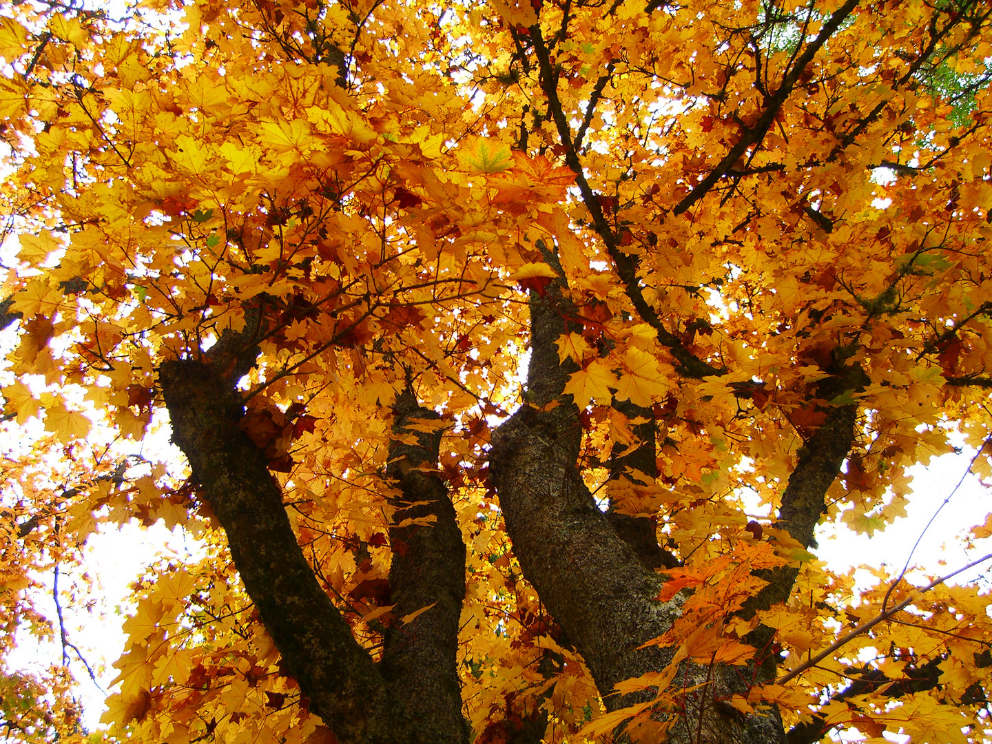 Bäume im Herbst