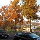 Bäume im Herbst