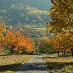 Bäume im Herbst*