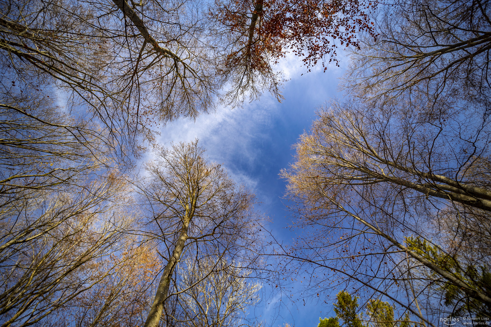 Bäume im Herbst