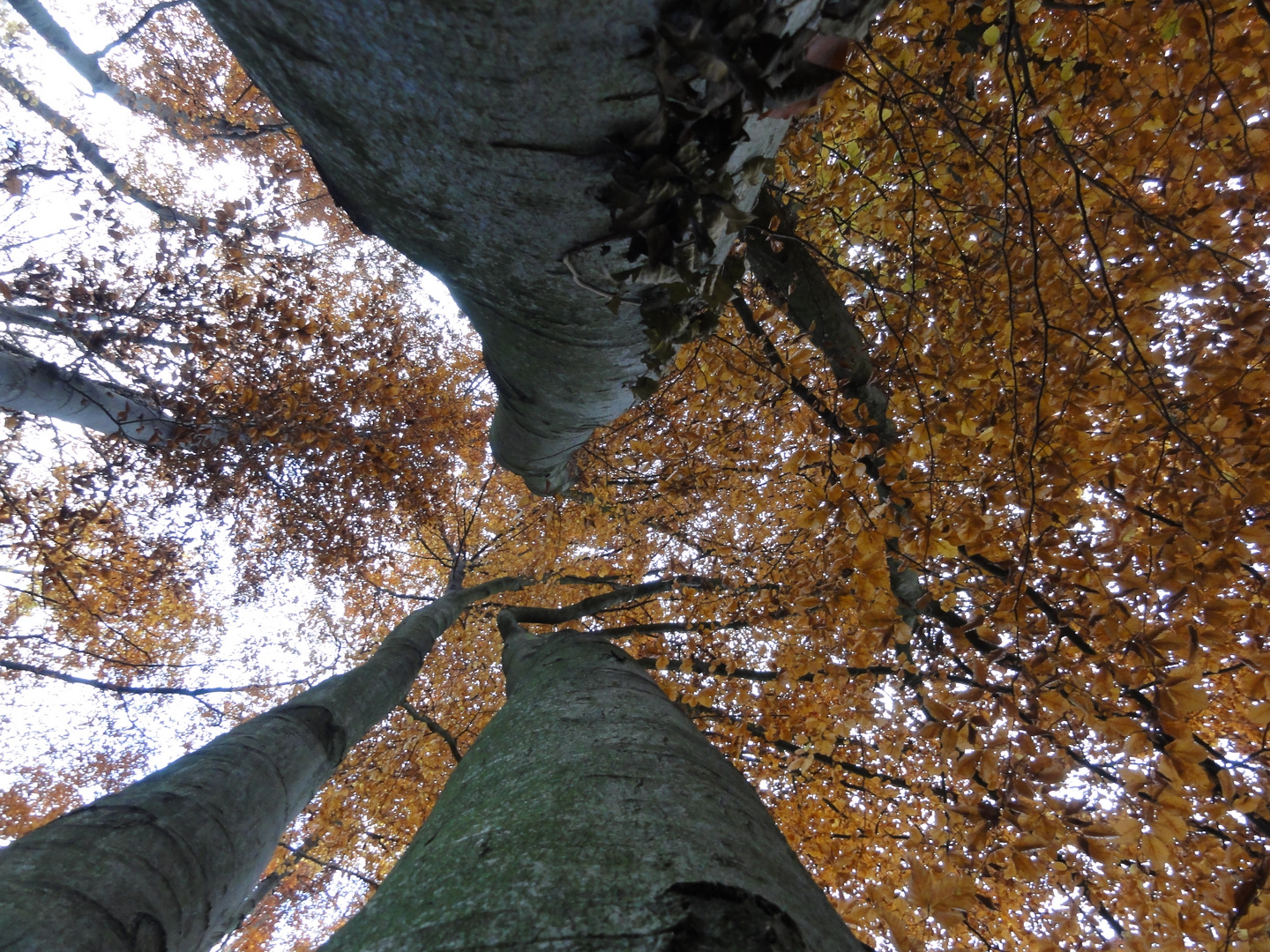 Bäume im Herbst