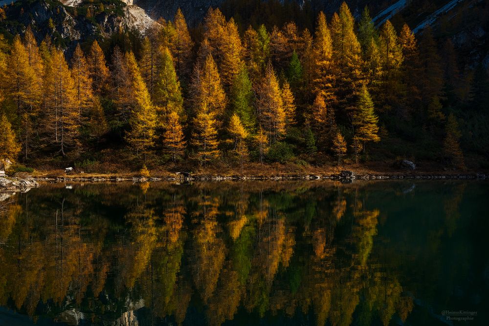 Bäume im Herbst