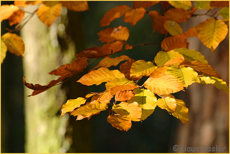 Bäume, im Herbst am schönsten