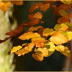 Bäume, im Herbst am schönsten