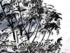 ... bäume im herbst