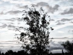 ... bäume im herbst