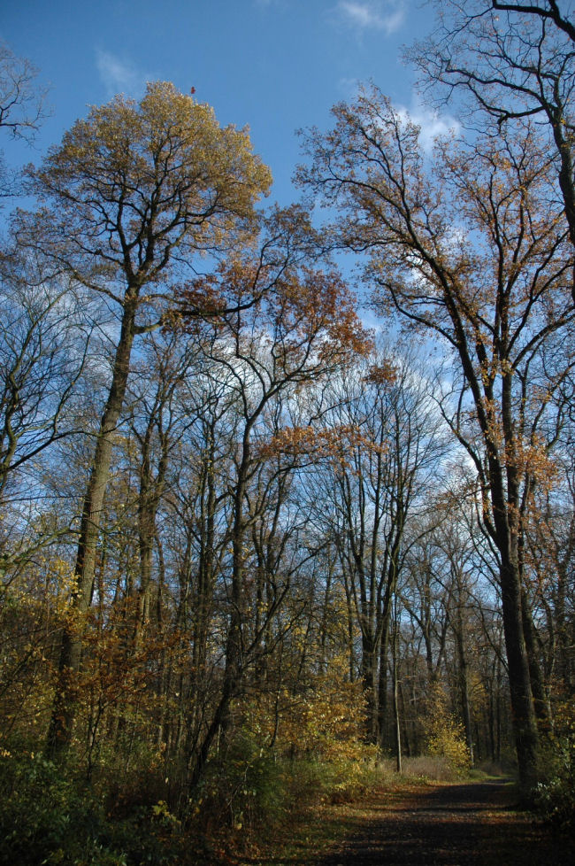 Bäume im Herbst