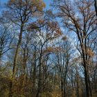 Bäume im Herbst