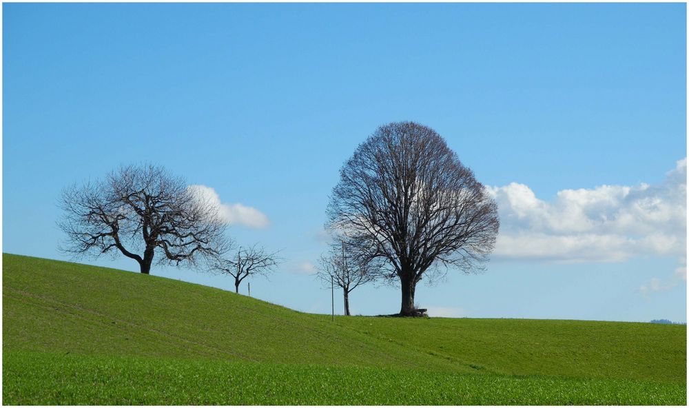 Bäume im Herbst