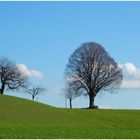 Bäume im Herbst