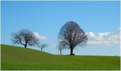 Bäume im Herbst