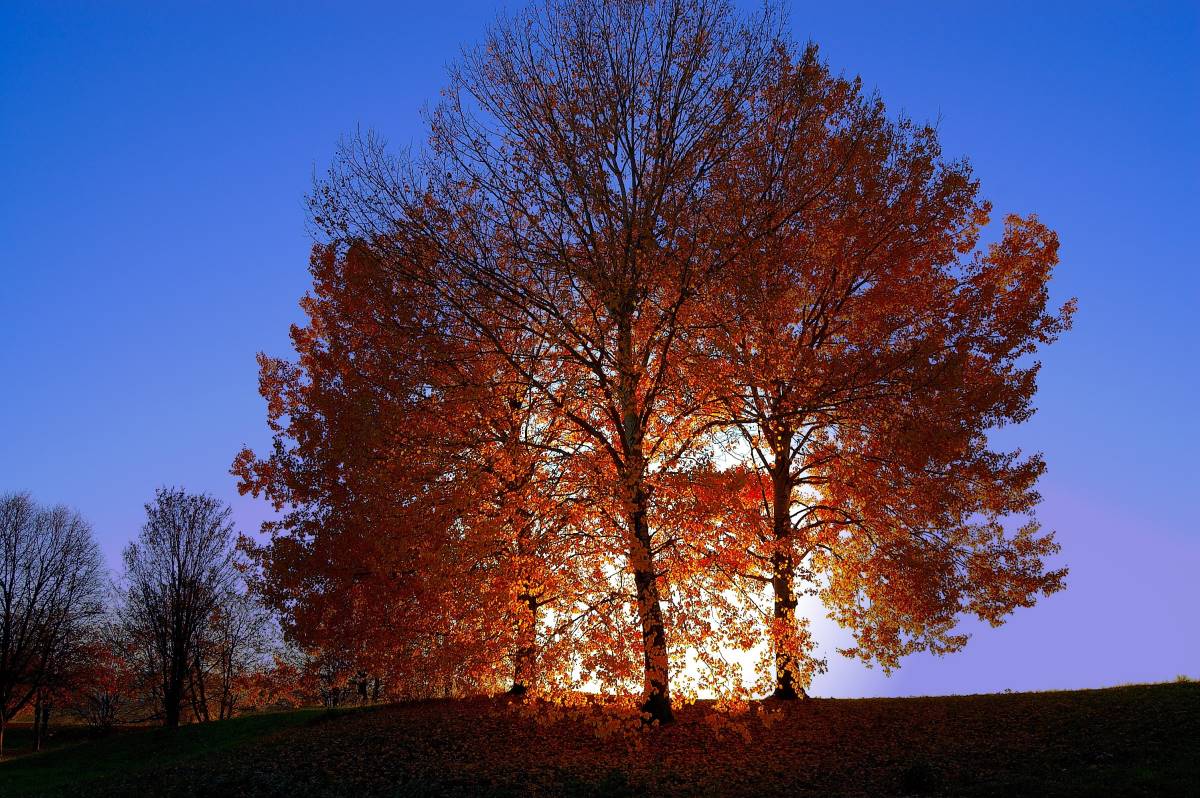 Bäume Im Herbst