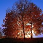 Bäume Im Herbst