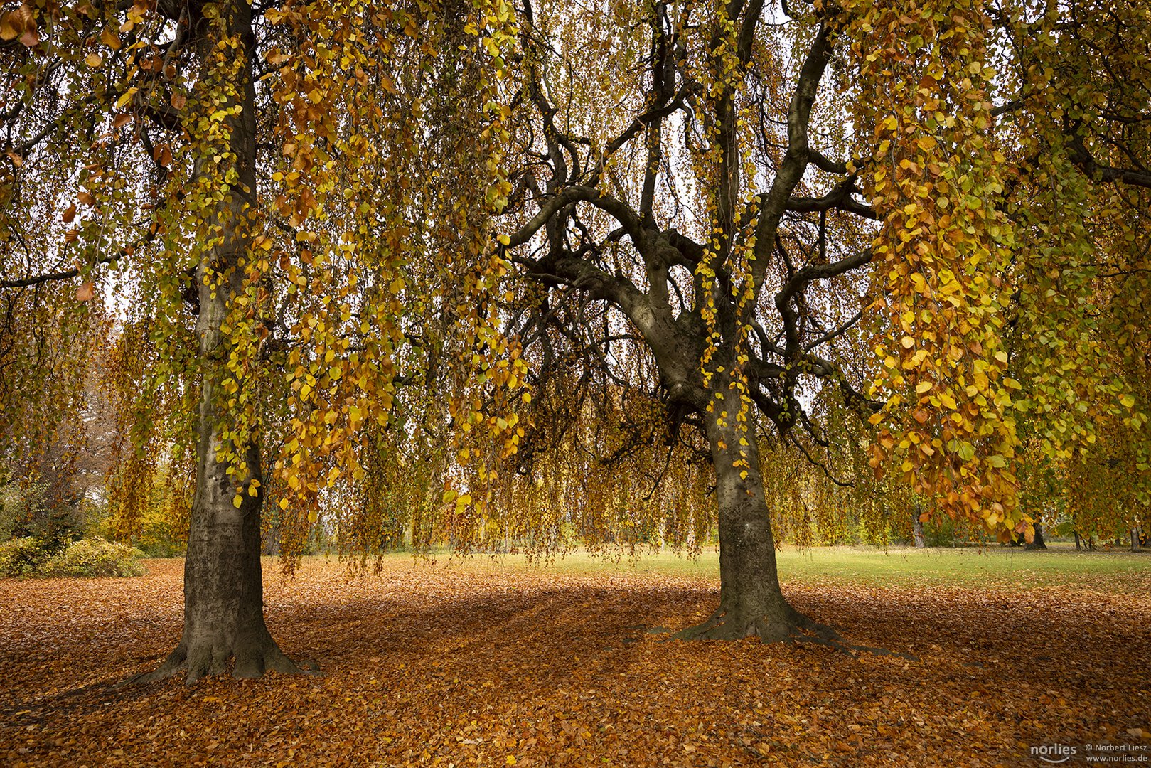 Bäume im Herbst