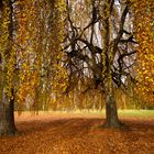 Bäume im Herbst